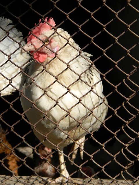 羅傑斯支持亨德森選擇沙特之行：他沒任何錯，卻引發道德風波！.