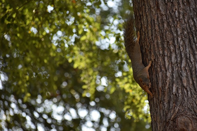 亚足联对各 亚足联对各